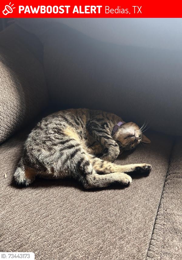 Lost Female Cat last seen Cemetery Rd/Bedias Dr, Bedias, TX 77831