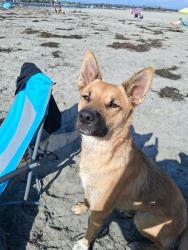 Reunited Female Dog last seen Sleeping Indian and Verde ave, Fallbrook, CA 92028