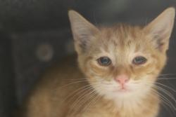 Shelter Stray Female Cat last seen Near S Milstead Lane, Kearns Township, UT, 84118, 511 W 3900 S, Salt Lake City, UT 84123, USA