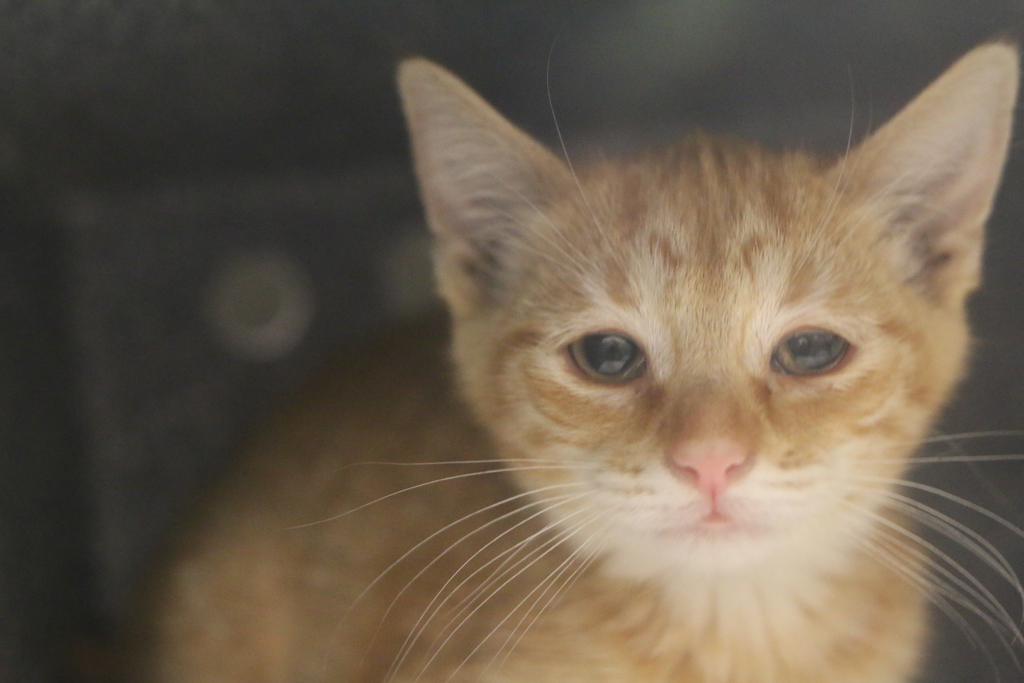 Shelter Stray Female Cat last seen Near S Milstead Lane, Kearns Township, UT, 84118, 511 W 3900 S, Salt Lake City, UT 84123, USA