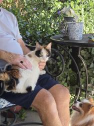 Reunited Unknown Cat last seen Verdana Ct/Chasemont /Barker Rd, Simpsonville, SC 29680
