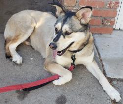 Found/Stray Female Dog last seen Montgomery & Juan Tabo, Albuquerque, NM 87111