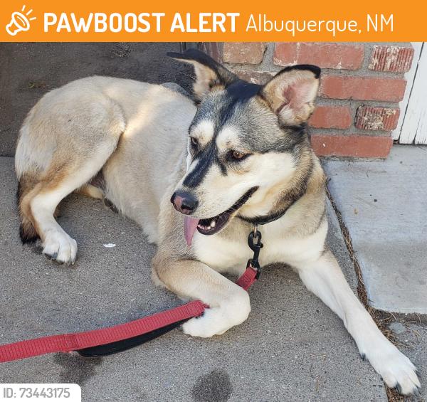Found/Stray Female Dog last seen Montgomery & Juan Tabo, Albuquerque, NM 87111