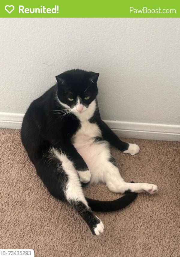 Reunited Female Cat last seen Walnut ave and olive, Huntington Beach, CA 92648