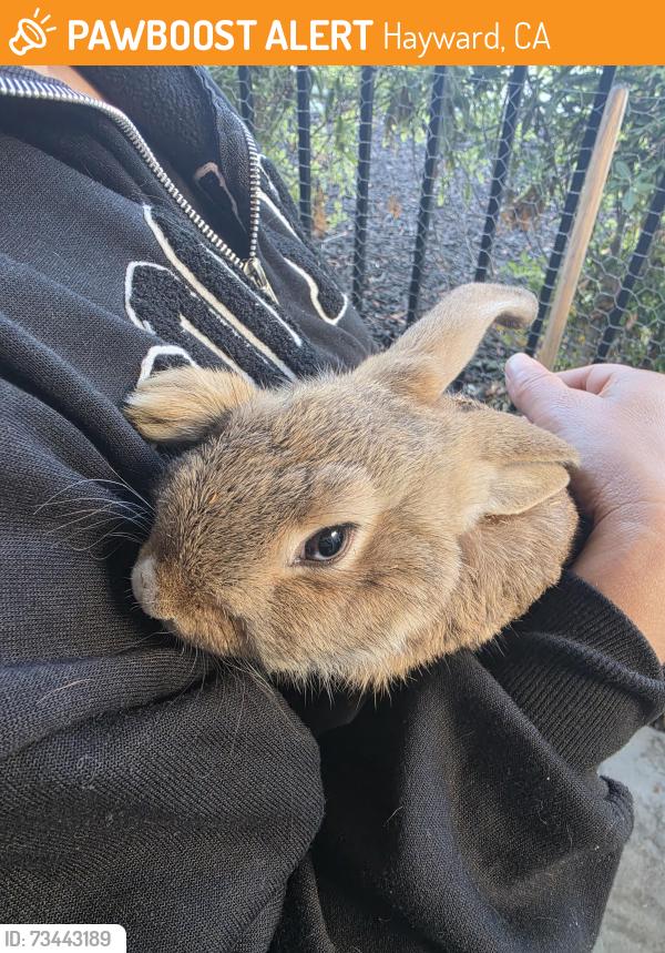 Found/Stray Unknown Rabbit last seen Near Manon Ave, Hayward, CA 94544