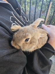 Found/Stray Unknown Rabbit last seen Near Manon Ave, Hayward, CA 94544