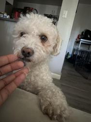 Lost Male Dog last seen Peony ct Riverside ca, Riverside, CA 92501