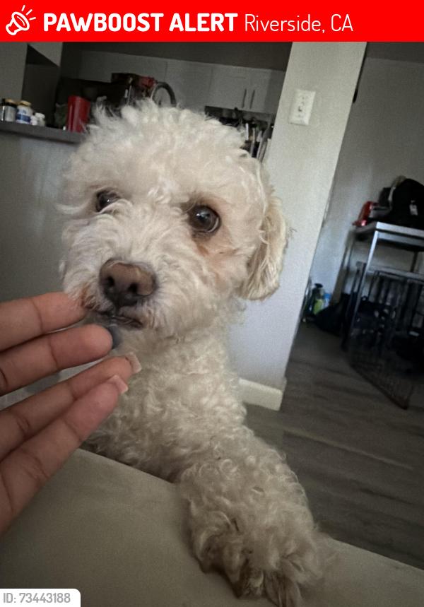 Lost Male Dog last seen Peony ct Riverside ca, Riverside, CA 92501