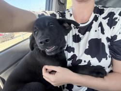 Found/Stray Unknown Dog last seen Poplar ave and Merril Ave, San Bernardino County, CA 92335