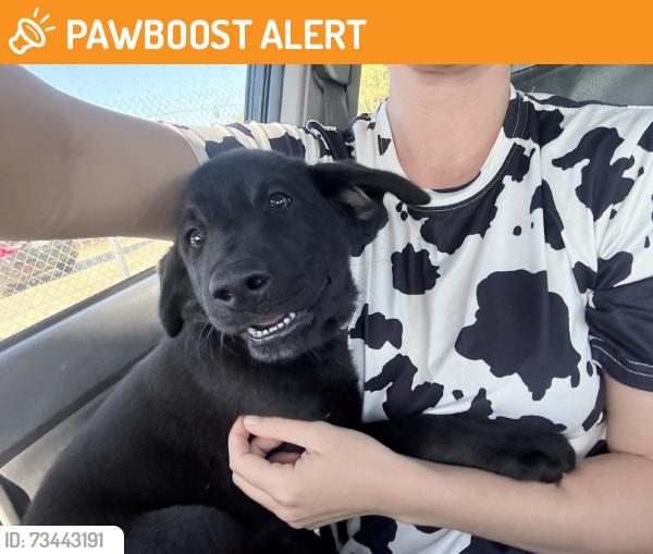 Found/Stray Unknown Dog last seen Poplar ave and Merril Ave, San Bernardino County, CA 92335