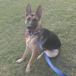 Shelter Stray Female Dog last seen , 2350 Appling City Cove, Memphis, TN 38133, USA
