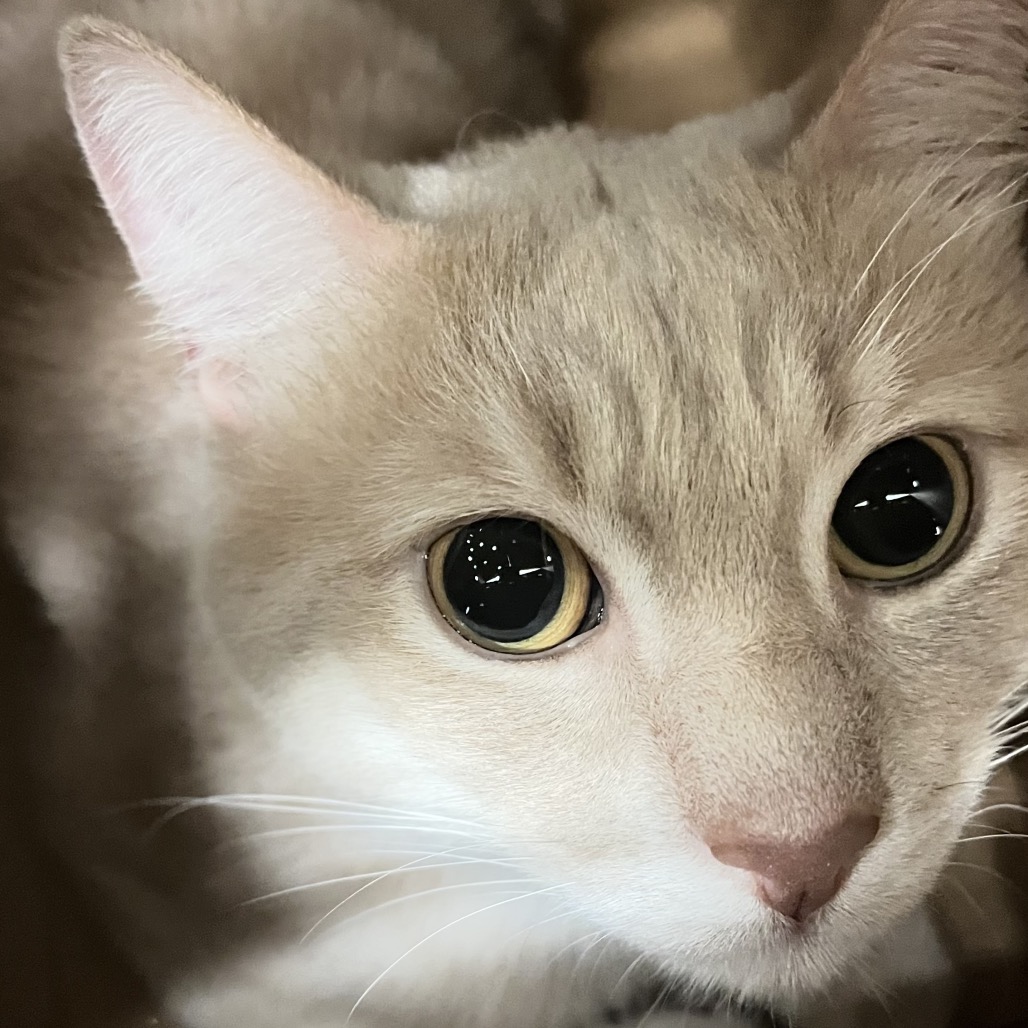 Shelter Stray Male Cat last seen , Animal Care & Control Team of Philly, 111 W Hunting Park Ave, Philadelphia, PA 19140, USA