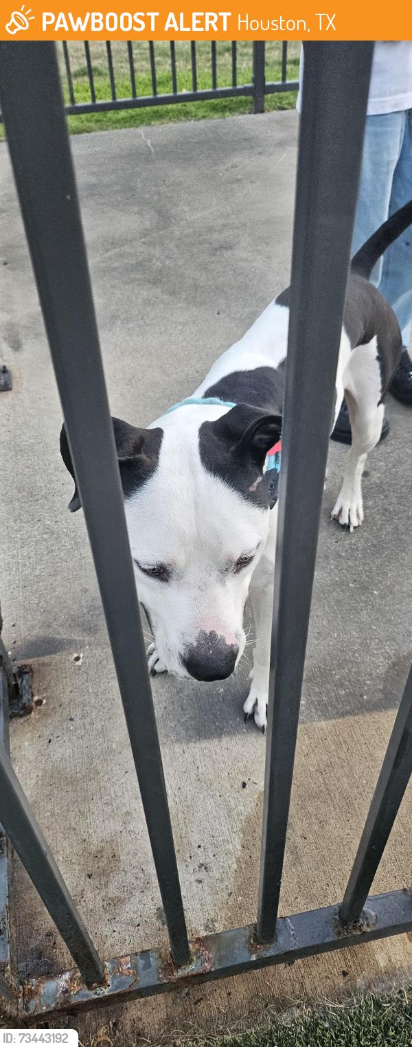 Found/Stray Male Dog last seen Lone star Buddhist Vihara-Cypress, Houston, TX 77041
