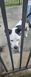 Found/Stray Male Dog last seen Lone star Buddhist Vihara-Cypress, Houston, TX 77041