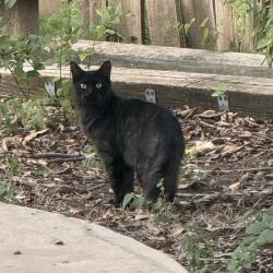 Found/Stray Unknown Cat last seen In my backyard in the Fall Creek Neighborhood, San Antonio, TX 78232