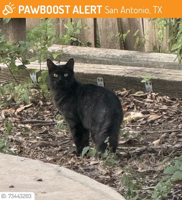 Found/Stray Unknown Cat last seen In my backyard in the Fall Creek Neighborhood, San Antonio, TX 78232