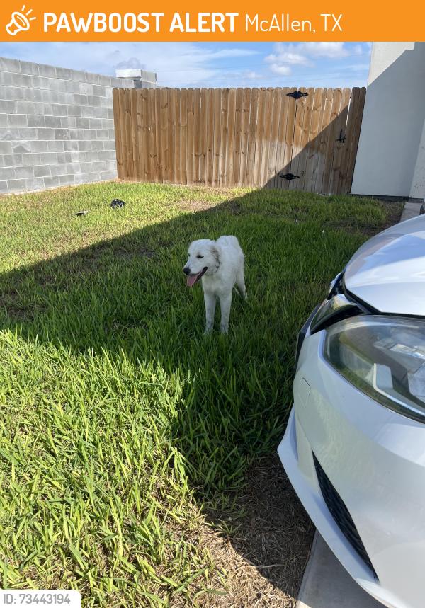 Found/Stray Unknown Dog last seen apmts off of Nolana and Bentsen, McAllen, TX 78501