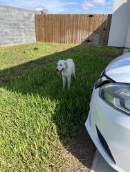 Found/Stray Unknown Dog last seen apmts off of Nolana and Bentsen, McAllen, TX 78501