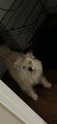 Lost Female Dog last seen Graves Ave, High Point, NC 27260