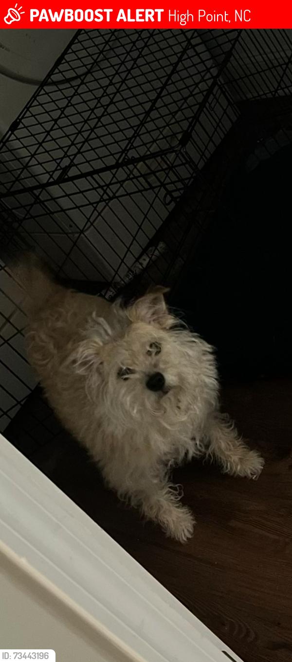 Lost Female Dog last seen Graves Ave, High Point, NC 27260