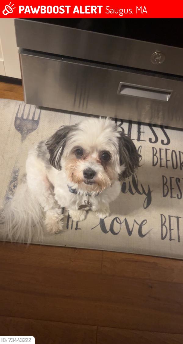 Lost Male Dog last seen st, Saugus, MA 01906