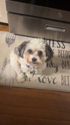 Lost Male Dog last seen st, Saugus, MA 01906