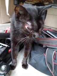Lost Female Cat last seen Ashmore street by Florence elementary school, Mesquite, TX 75150