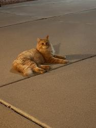 Found/Stray Unknown Cat last seen Rural and Guadalupe, Tempe, AZ 85283