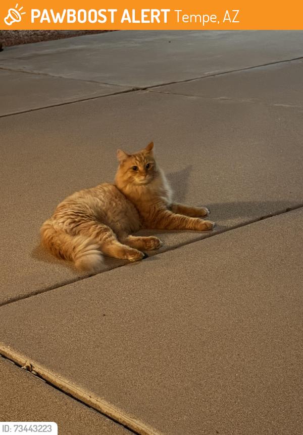 Found/Stray Unknown Cat last seen Rural and Guadalupe, Tempe, AZ 85283