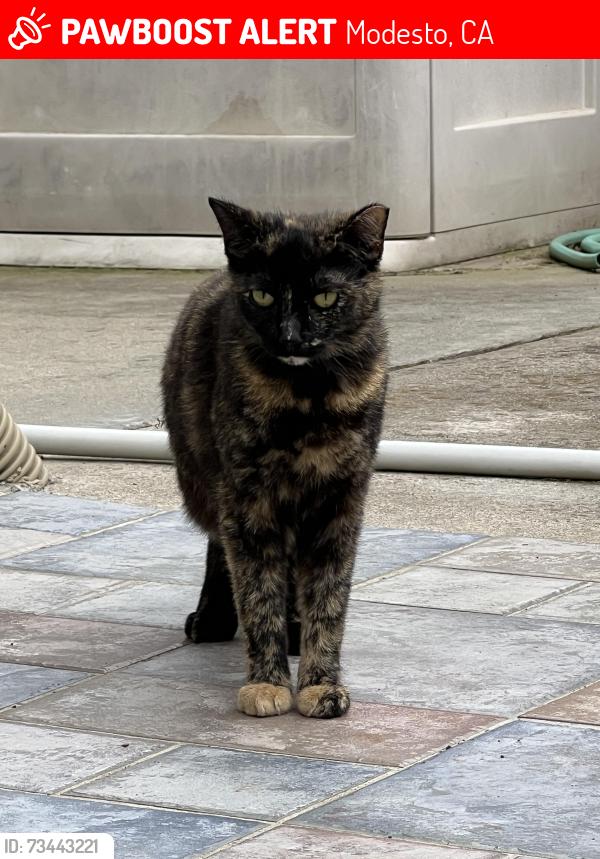 Lost Female Cat last seen Bangs and Prescott, Modesto, CA 95356
