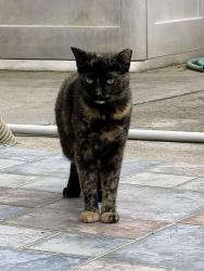 Lost Female Cat last seen Bangs and Prescott, Modesto, CA 95356