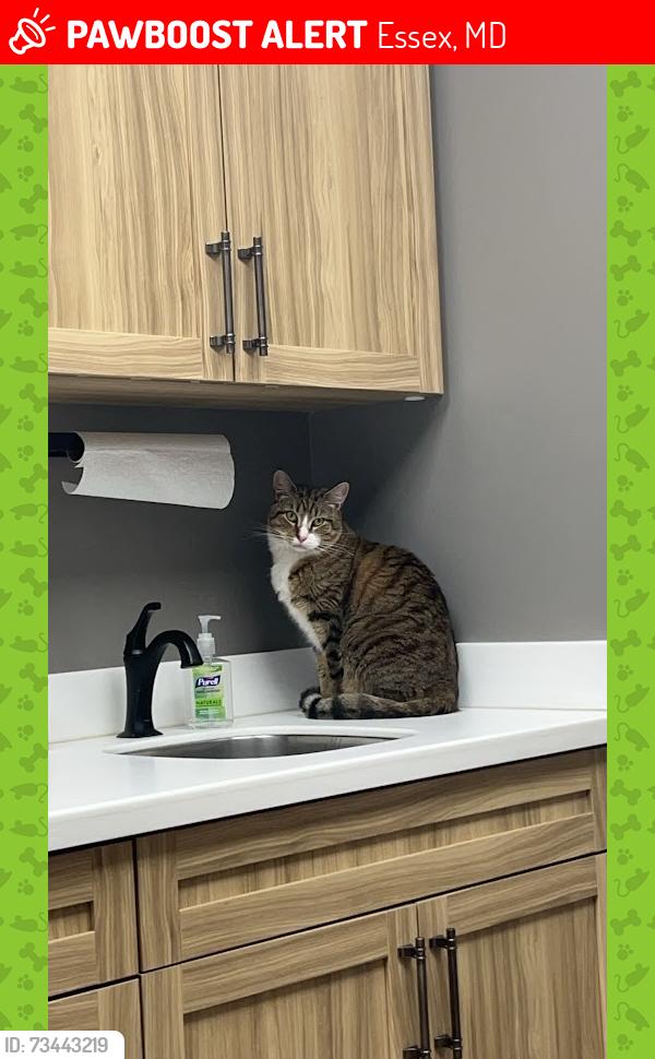 Lost Male Cat last seen Off Mace Ave, between ETHS and Church of the Habor, Essex, MD 21221