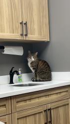 Lost Male Cat last seen Off Mace Ave, between ETHS and Church of the Habor, Essex, MD 21221