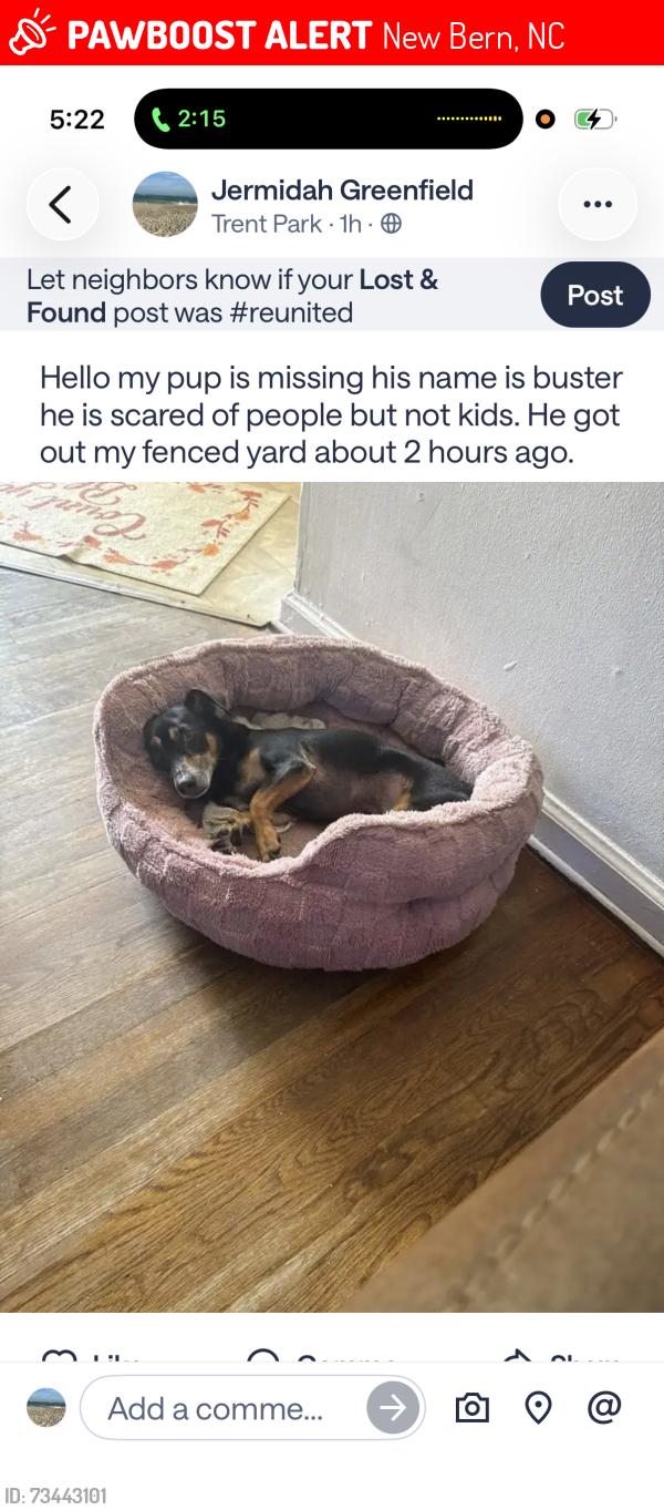 Lost Male Dog last seen Trent blvd, New Bern, NC 28560