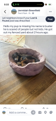 Lost Male Dog last seen Trent blvd, New Bern, NC 28560