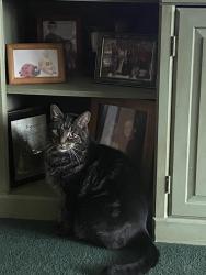 Lost Male Cat last seen Birchwood and cheekwood, Buffalo, NY 14227