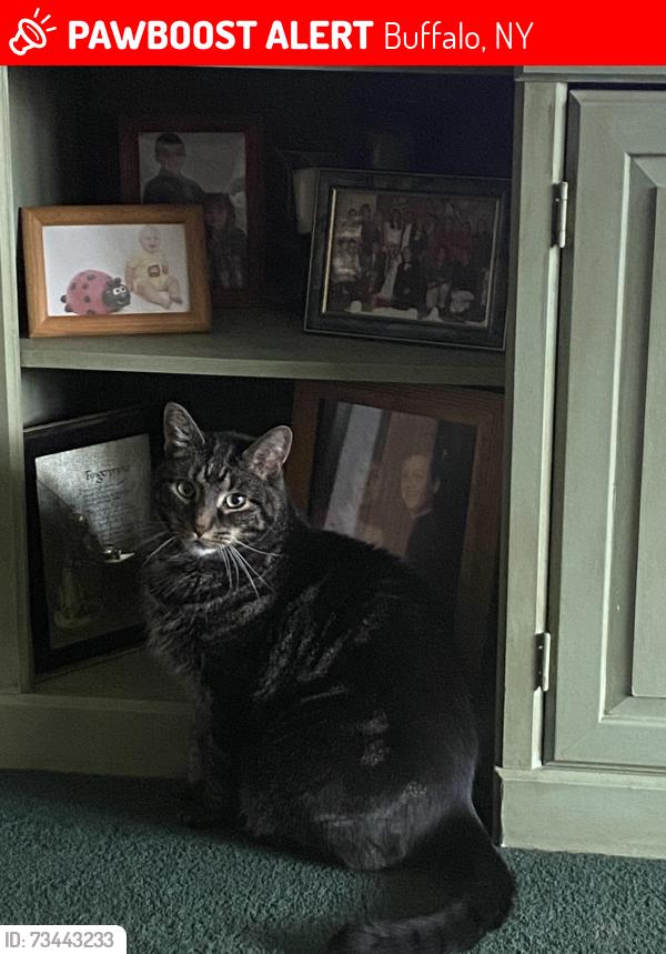 Lost Male Cat last seen Birchwood and cheekwood, Buffalo, NY 14227