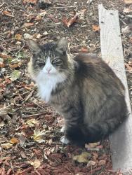 Found/Stray Unknown Cat last seen Truxel Pebblewood, Sacramento, CA 95834