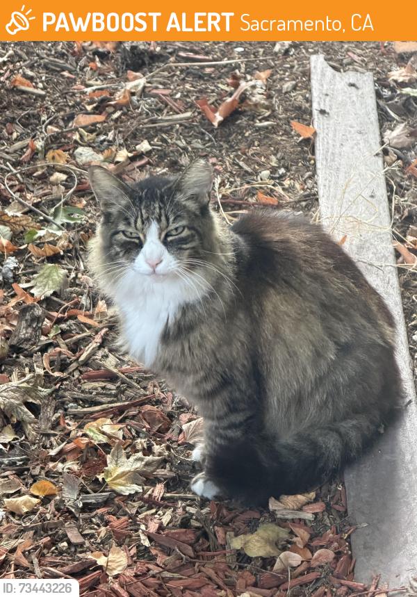 Found/Stray Unknown Cat last seen Truxel Pebblewood, Sacramento, CA 95834