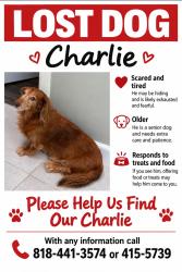 Lost Male Dog last seen Chevy chase, Glendale, CA 91206