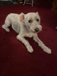 Lost Female Dog last seen Train station, Queens, NY 11426