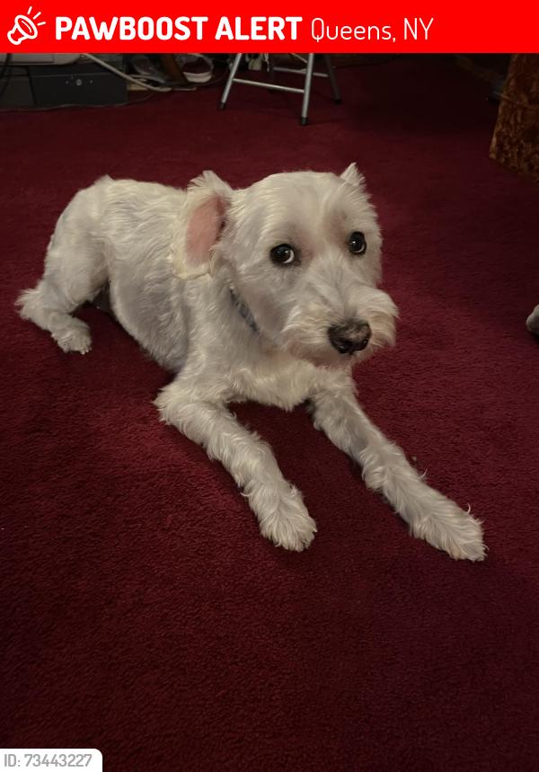 Lost Female Dog last seen Train station, Queens, NY 11426
