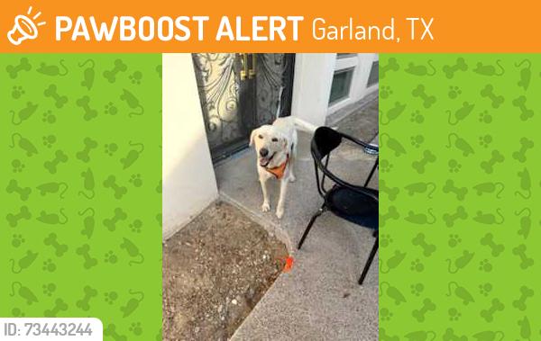 Found/Stray Female Dog last seen Parkrise and SpringPark Way, Garland TX, Garland, TX 75044
