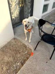 Found/Stray Female Dog last seen Parkrise and SpringPark Way, Garland TX, Garland, TX 75044
