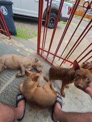 Found/Stray Male Dog last seen 4th street & Headingly, Albuquerque, NM 87107