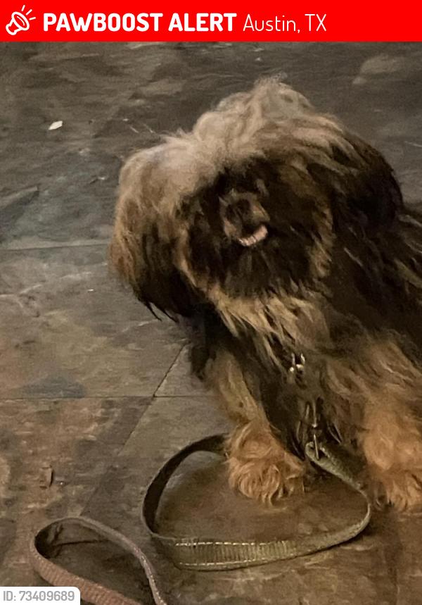 Lost Female Dog last seen Childress, Austin, TX 78753