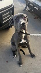 Found/Stray Female Dog last seen Near Chadron Ave, Hawthorne, CA 90250