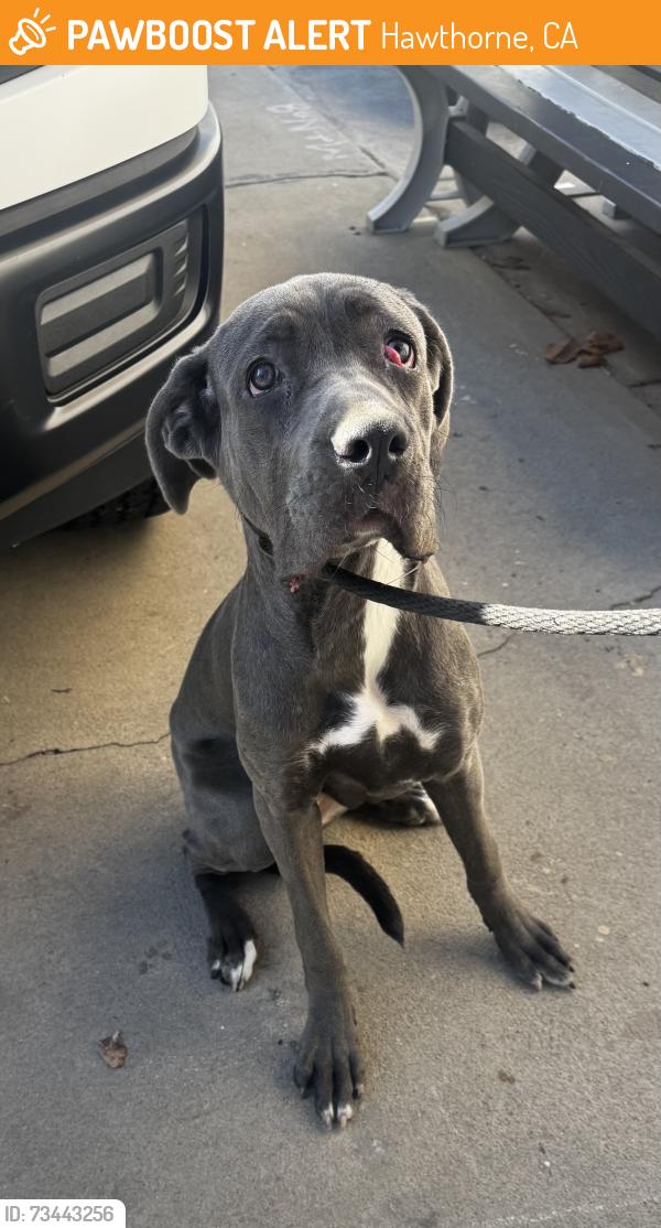 Found/Stray Female Dog last seen Near Chadron Ave, Hawthorne, CA 90250