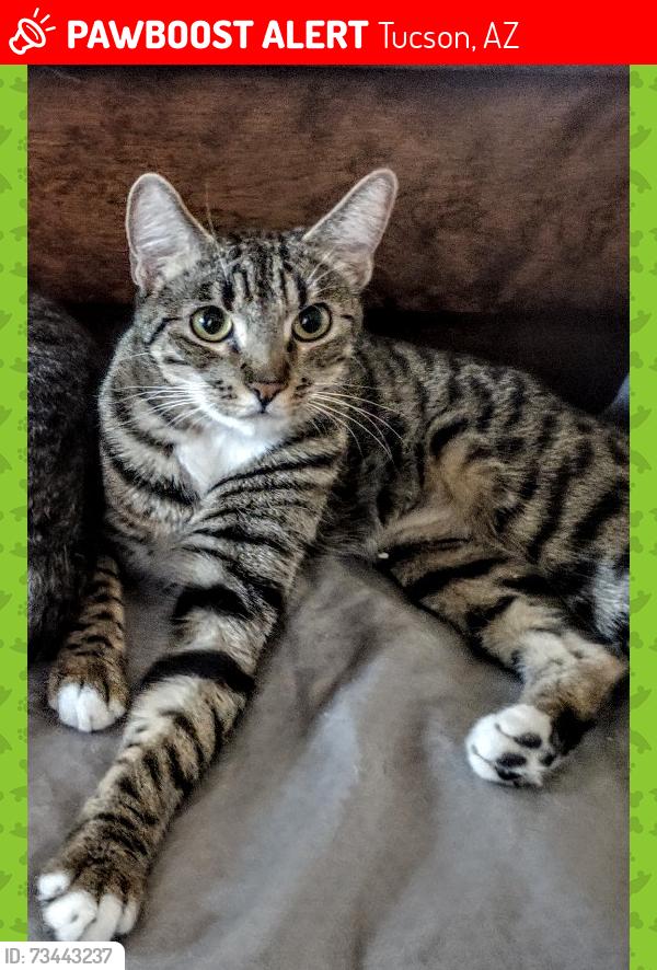 Lost Female Cat last seen N 1st Ave. and Ft. Lowell, Tucson, AZ 85719