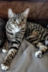 Lost Female Cat last seen N 1st Ave. and Ft. Lowell, Tucson, AZ 85719